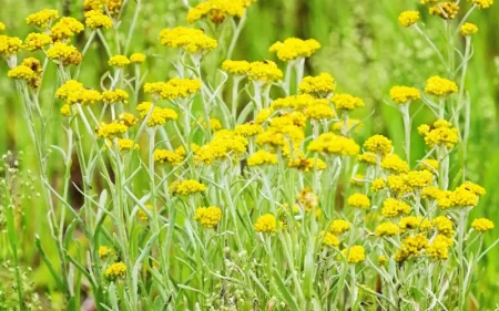 ハハコグサのタトゥー